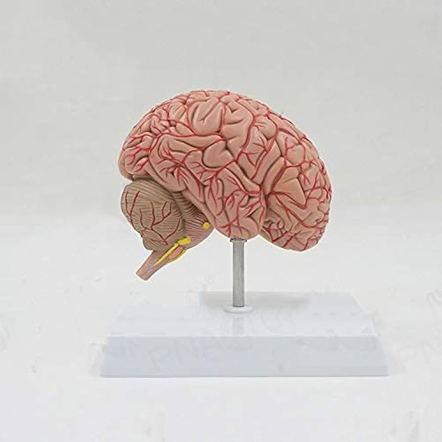 脳　Brain　精密モデル　模型　約14cm　右脳 脳 Brain 精密モデル 模型 約14cm 右脳